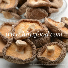 Свежий гриб Shiitake с различными упаковками